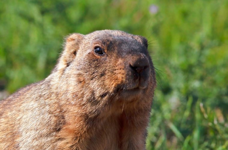 Funny,Muzzle,Groundhog,With,Fluffy,Fur,Sitting,In,A,Meadow